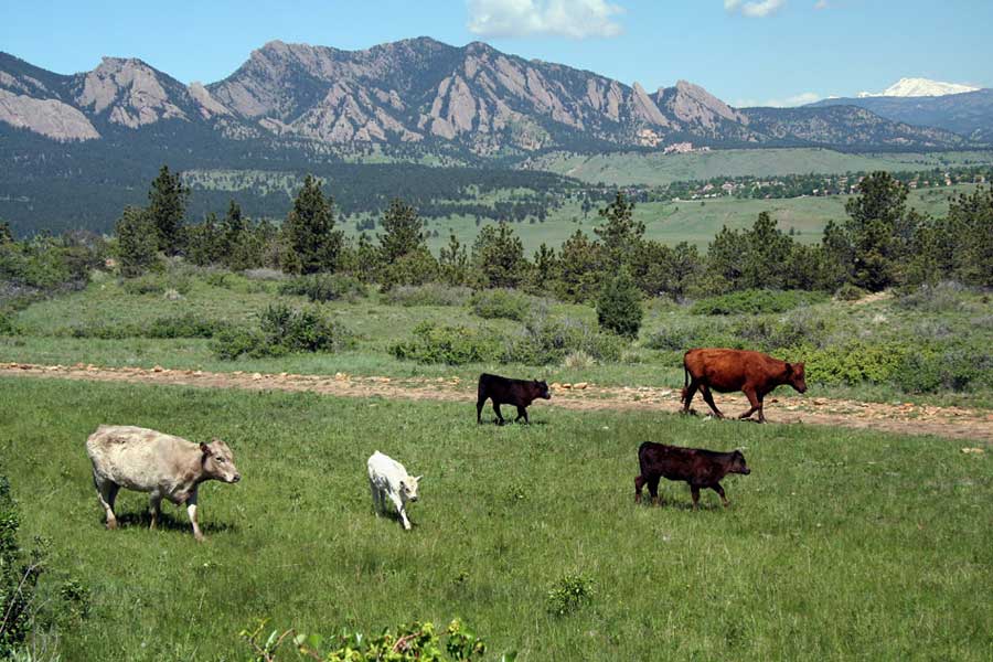 Boulder County’s Resident Ranchers