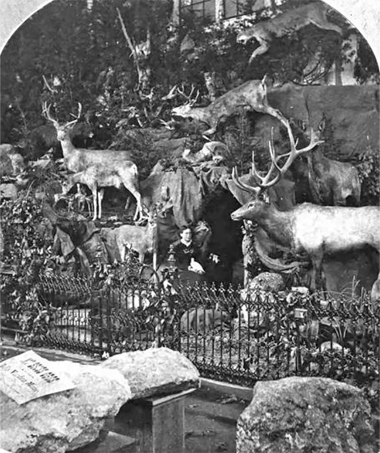 Photo of one of Martha's dioramas