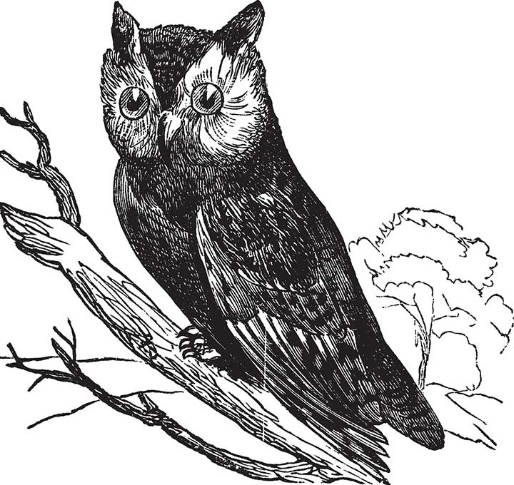 vintage engraving of owl
